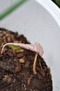 Philodendron Gloriosum , Philodendron plantor new born Philodendron Royalty Free Stock Photo