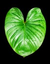 Philodendron green leaf water drops black background isolated, Homalomena leaves, Caladium foliage, tropical plant branch, araceae Royalty Free Stock Photo