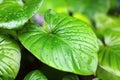 Philodendron green leaves water drops background, Homalomena rubescens wet leaf texture, tropical foliage pattern, exotic plant Royalty Free Stock Photo