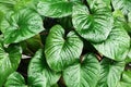 Philodendron green leaves water drops background, Homalomena rubescens wet leaf texture, tropical foliage pattern, exotic plant Royalty Free Stock Photo