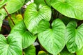 Philodendron green leaves water drops background, Homalomena rubescens wet leaf texture, tropical plant foliage Royalty Free Stock Photo