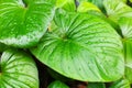 Philodendron green leaves water drops background, Homalomena rubescens wet leaf texture, tropical plant foliage Royalty Free Stock Photo