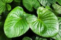 Philodendron green leaves water drops, Homalomena rubescens leaf, caladium foliage, exotic tropical plant Royalty Free Stock Photo