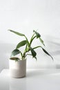 Philodendron hastatum, silver sword philodendron isolated on white background