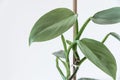 Philodendron hastatum `silver sword` on white background.