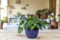 Philodendron hederaceum green leaves plant in a decorative pot