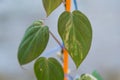 Philodendron Hederaceum (Micans) varigated in the pot