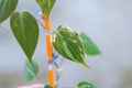 Philodendron Hederaceum (Micans) varigated in the pot