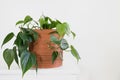 Philodendron Hederaceum plant in pot with white background