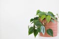 Philodendron Hederaceum plant in pot with white background Royalty Free Stock Photo
