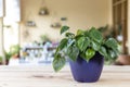 \'Philodendron hederaceum scandens brasil green leaves house plant with selective focus and blurred background Royalty Free Stock Photo