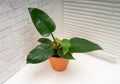 Philodendron Imperial Green