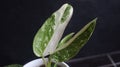 philodendron jose buono close up, variegated plantt