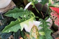 Philodendron Jungle Boogie or also known as Ring of Fire variegated leaf Royalty Free Stock Photo