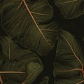 Philodendron Leaf On Dark Olive Green Background. Infinite, Seamless Backgrounds. Generative AI Royalty Free Stock Photo