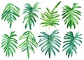 Philodendron leaf, hand drawn watercolor tropical plants set. Exotic palm leaves, botany plant elements. monstera plant