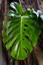 Philodendron leaf - Monstera leaf Royalty Free Stock Photo