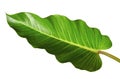 Philodendron leaf Philodendron melinonii, Large green foliage isolated on white background