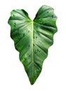 Philodendron leaf species `Philodendron speciosum`