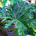 Philodendron leaves look lushly green in the raindrops