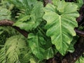 Philodendron leaves plant in a garden.green color background.