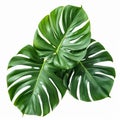 Philodendron leaves on white background