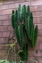 Philodendron melanochrysum growing on a wall in a botanical garden, Puerto de la Cruz, Tenerife