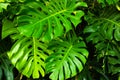 Philodendron monstera obliqua, green leaf Royalty Free Stock Photo