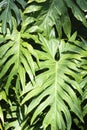 Philodendron Monstera tropical leaf background Royalty Free Stock Photo
