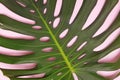 Philodendron Monstera tropical leaf close-up. Tropical background. Royalty Free Stock Photo