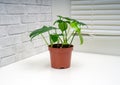 Philodendron panduriforme is a large genus of evergreen plant Royalty Free Stock Photo