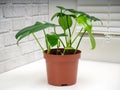 Philodendron panduriforme is a large genus of evergreen plant Royalty Free Stock Photo