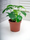 Philodendron panduriforme is a large genus of evergreen plant Royalty Free Stock Photo