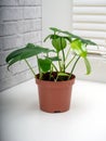 Philodendron panduriforme is a large genus of evergreen plant Royalty Free Stock Photo