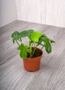 Philodendron panduriforme is a large genus of evergreen plant Royalty Free Stock Photo