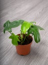 Philodendron panduriforme is a large genus of evergreen plant Royalty Free Stock Photo