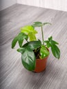 Philodendron panduriforme is a large genus of evergreen plant Royalty Free Stock Photo