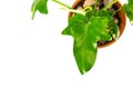 Philodendron Panduriforme Plant Royalty Free Stock Photo