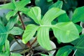Philodendron pedatum, Philodendron or ARACEAE Royalty Free Stock Photo