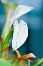 Philodendron , Philodendron birkin or white leaf Royalty Free Stock Photo