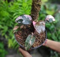 Philodendron pink princess Royalty Free Stock Photo
