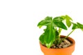 Philodendron Plant in a pot Royalty Free Stock Photo