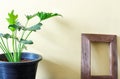 Philodendron in pot and wooden frame on yellow cement wall. Home decor Royalty Free Stock Photo