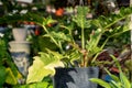 Philodendron Ring of Fire variegated or also know as Jungle Boogie