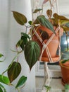 Philodendron scandens micans Royalty Free Stock Photo