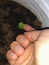 A sprouting Philodendron selloum bud leaf.