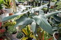 Close up of Philodendron Silver Sword Hastatum leaves