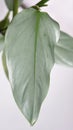 Philodendron silver sword leaf (Philodendron hastatum)