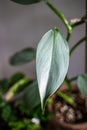 Philodendron silver sword philodendron hastatum leaf.