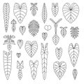 Philodendron species leaf line icons set